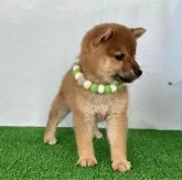 豆柴【静岡県・男の子・2024年5月15日・赤】の写真3