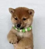 豆柴【静岡県・男の子・2024年5月15日・赤】の写真4