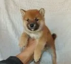 柴犬(標準サイズ)【静岡県・男の子・2021年11月18日・赤】の写真4