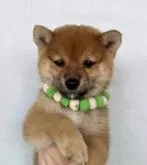 豆柴【静岡県・男の子・2024年5月15日・赤】の写真5