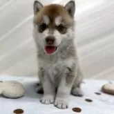 シベリアンハスキー