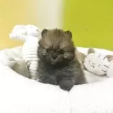 ポメラニアン