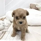 ミックス(トイプードル×チワワ)【茨城県・女の子・2023年5月1日・アプリコット】の写真4