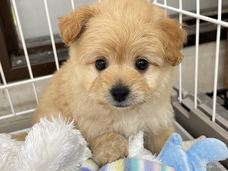 渚　玲子(なぎさ　れいこ)ブリーダー(栃木県・チワワ(スムース)など・JKC登録)の紹介写真3