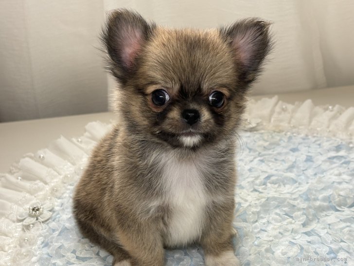 渚　玲子(なぎさ　れいこ)ブリーダー(栃木県・チワワ(スムース)など・JKC登録)の紹介写真4