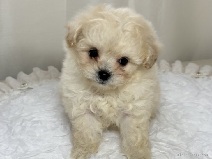 渚　玲子(なぎさ　れいこ)ブリーダー(栃木県・チワワ(スムース)など・JKC登録)の紹介写真5