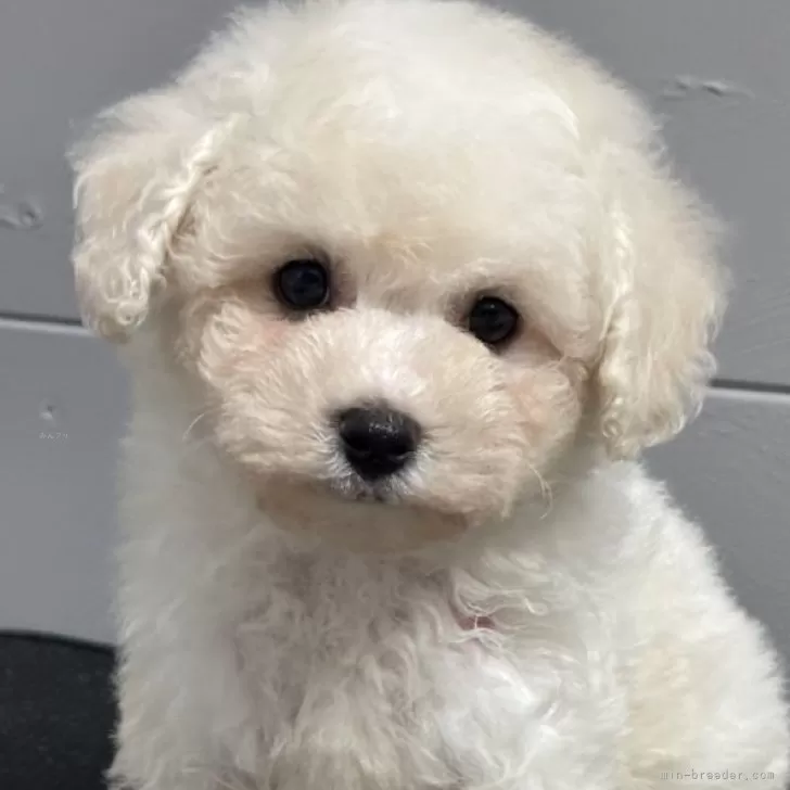 ID:2501-08007の子犬