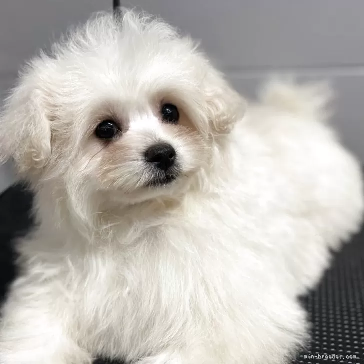 RY 様のお迎えした子犬