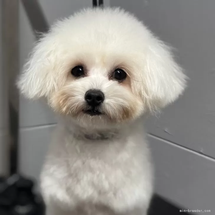 ID:2409-03221の子犬