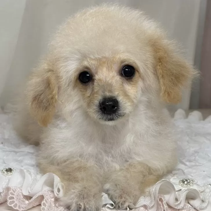ID:2411-06881の子犬