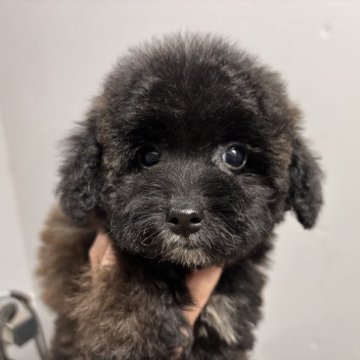 タイニープードル【栃木県・女の子・2025年8月13日・ブラック】の写真「おてんばちゃん💕」