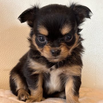 チワワ(ロング)【栃木県・男の子・2025年10月10日・ブラックタン&ホワイト】の写真「いけめんくん💕」