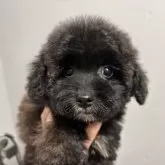 タイニープードル