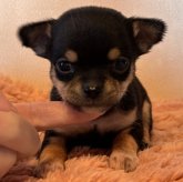 チワワ(スムース)