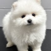 ポメラニアン