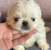 ペキニーズ