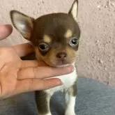 チワワ(スムース)