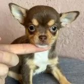 チワワ(スムース)