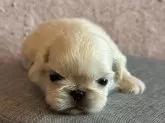 ペキニーズ【栃木県・女の子・2025年9月26日・ホワイト】の写真6