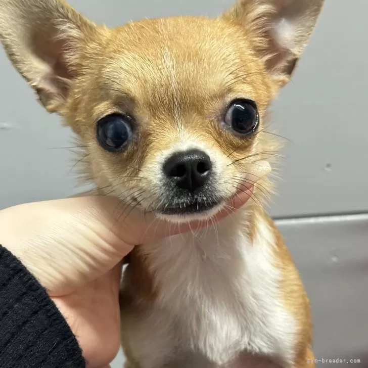 T.S 様のお迎えした子犬