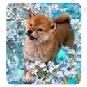 柴犬(標準サイズ)【京都府・男の子・2024年11月18日・赤】の写真11