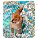 柴犬(標準サイズ)【京都府・男の子・2024年11月18日・赤】の写真3