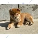 柴犬(標準サイズ)【京都府・男の子・2024年11月18日・赤】の写真7