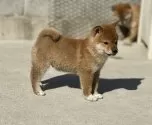 柴犬(標準サイズ)【京都府・男の子・2024年11月18日・赤】の写真9