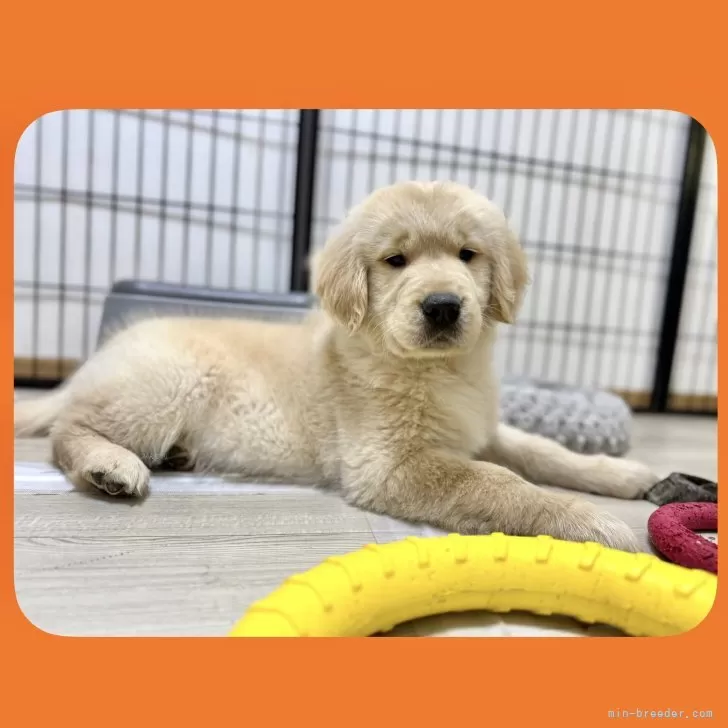 I.N 様のお迎えした子犬