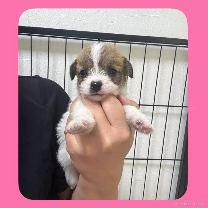 ID:2508-04558の子犬
