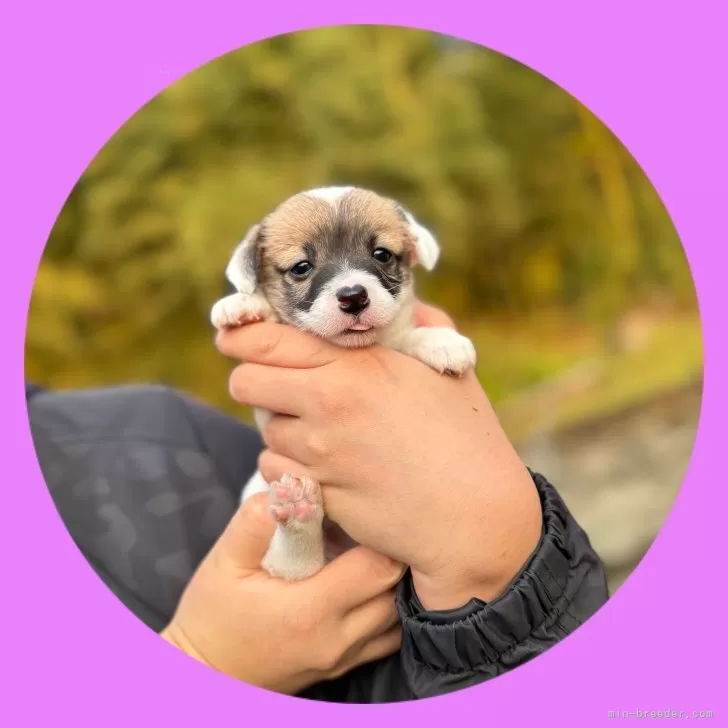 ジャックラッセルテリア【京都府・女の子・2025年10月24日・トライ】の写真1