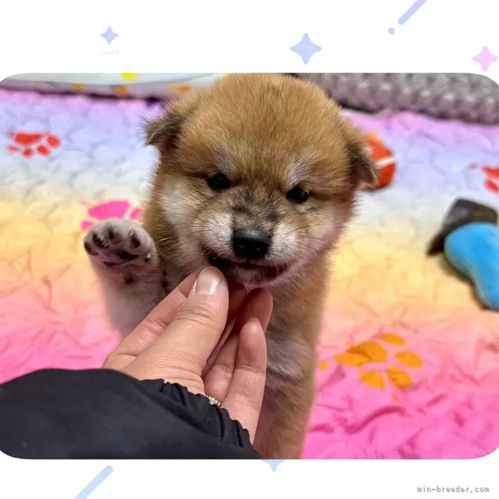 ID：2412-05885の子犬