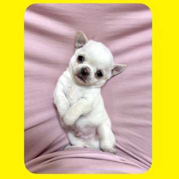 チワワ(スムース)【京都府・男の子・2025年8月25日・ホワイト&クリーム】の写真「マズルのつまった可愛い子💛両親PRA検査済」