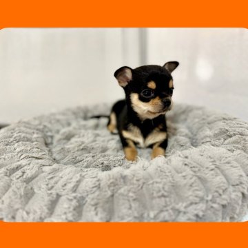 チワワ(スムース)【京都府・男の子・2025年10月1日・ブラック&タン】の写真「元気いっぱいむちむちスムース君🧡両親PRA検査済」
