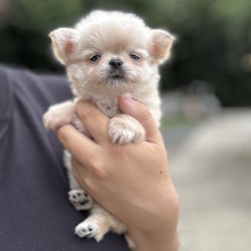 チワワ(ロング)【京都府・男の子・2025年8月25日・クリーム】の写真「マズルのつまった可愛い子💛両親PRA検査済」