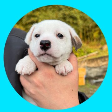 ジャックラッセルテリア【京都府・男の子・2025年10月24日・ホワイト&タン】の写真「むちむち可愛い男の子高尿酸尿症・変性性脊髄症検査済」