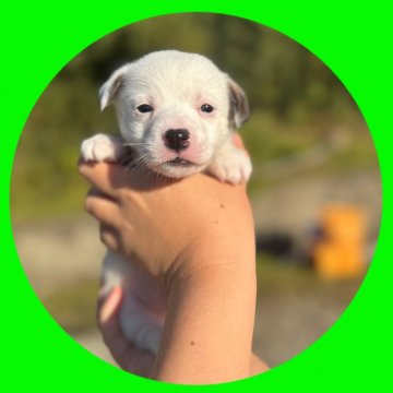 ジャックラッセルテリア【京都府・男の子・2025年10月24日・ホワイト&タン】の写真「ころころ💚かわいい男の子❣️両親遺伝子検査済」