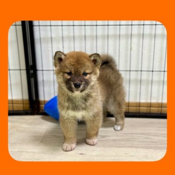柴犬(標準サイズ)【京都府・女の子・2025年1月11日・赤】の写真「元気いっぱい小ぶり可愛い姉妹🧡両親ガングリ検査済」