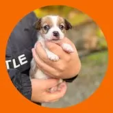 ジャックラッセルテリア