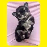 チワワ(ロング)