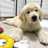 ゴールデンレトリバー