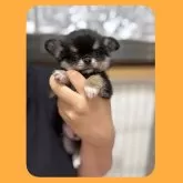 チワワ(ロング)