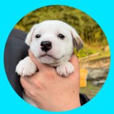 ジャックラッセルテリア