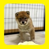 柴犬