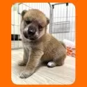 柴犬(標準サイズ)【京都府・男の子・2025年7月25日・赤】の写真5