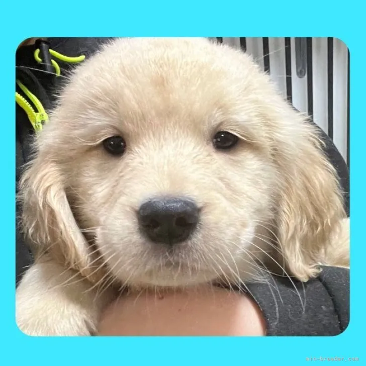 ID：2301-03353の子犬