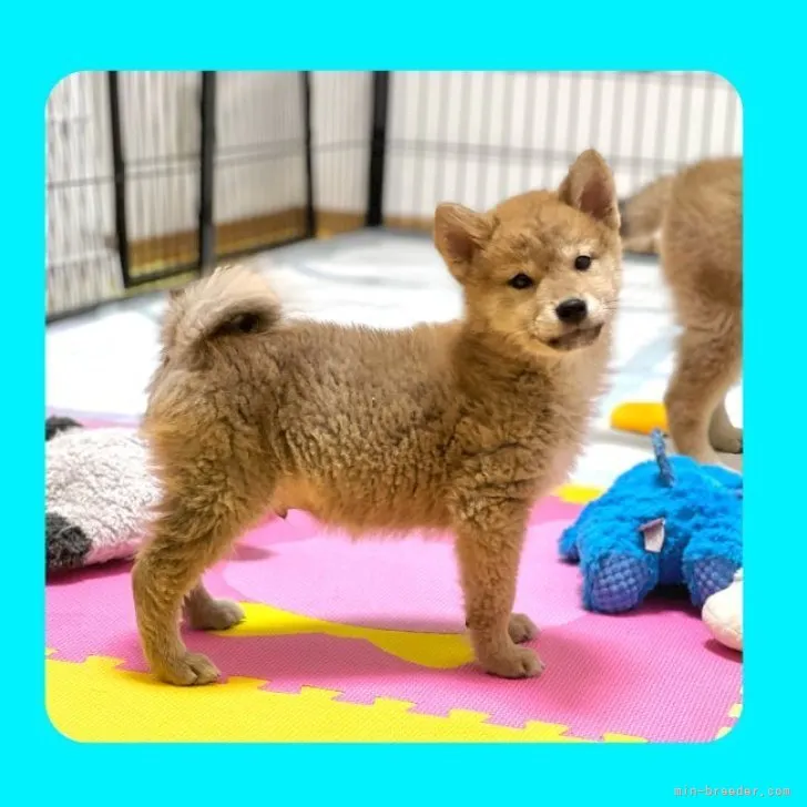 ID:2301-02350の子犬