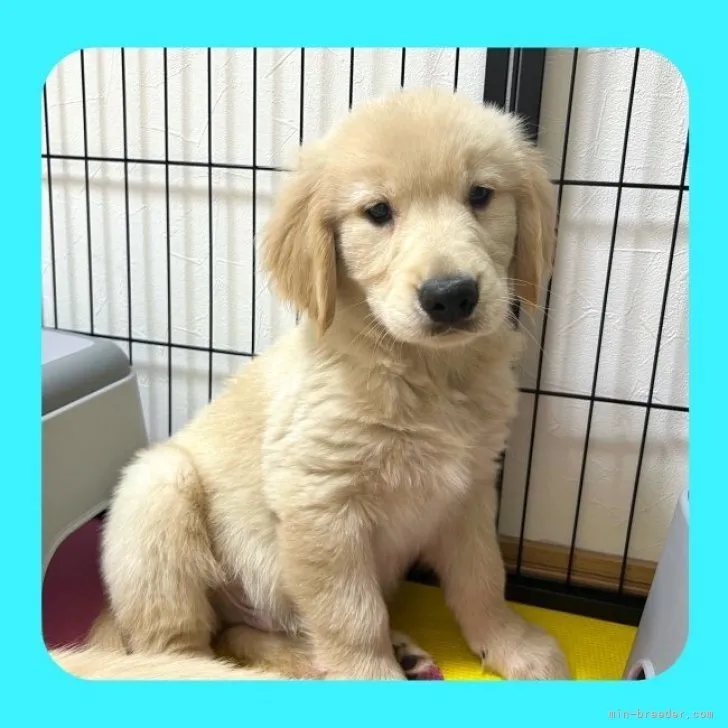 ID：2305-00651の子犬