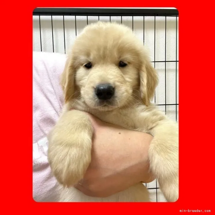 ID:2307-01395の子犬