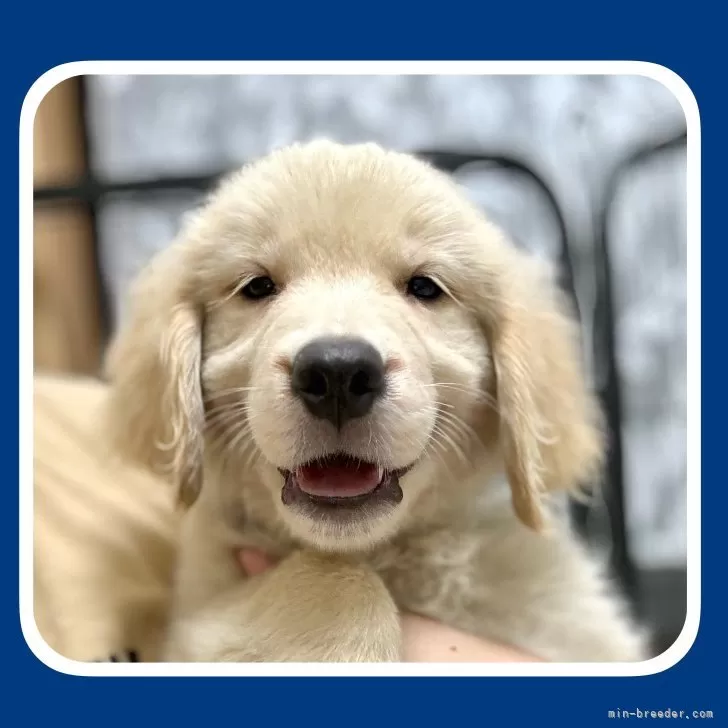 とと 様のお迎えした子犬